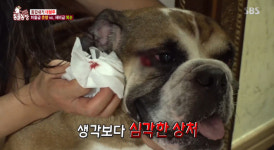 TV동물농장 50kg 잉글리쉬 쉽독 복순 vs 20kg 그레이트 페레니즈 춘향…대혈투에 피까지