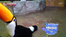 TV동물농장 멸종위기 화려한 비주얼 토코투칸 엔아이…다른 새들 공격과 따돌림에 바닥 생활 잔혹