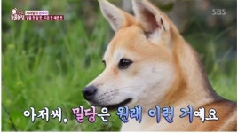 TV 동물농장 떠돌이 개 광숙이, 새로운 가족 맞이했다…시청자 뭉클