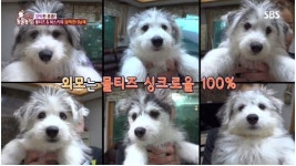 TV동물농장 말스키, 말티즈 수컷♥허스키 엄마…꼬물이 6남매