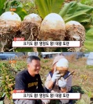용인 대왕토란 타로 농장 위치는? 땅속의 보물 연 매출 1억 달성! 생방송오늘저녁