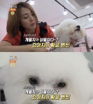 생방송오늘저녁 강남 애견 미용실 위치는? 달인 윤경희 씨 강아지의 화려한 변신!