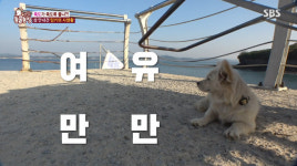 TV동물농장 홍성 섬 죽도 안내견 밍키…배 오는 시간까지 맞추는 베테랑 가이드