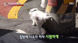 TV동물농장 9년째 밖에서만 배변하는 강아지, 건강악화까지…알고보니 이불에 실수했다고 혼낸 뒤부터