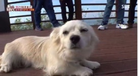 TV동물농장, 죽도의 특별 가이드 안내견 밍키…너무 귀여워