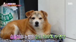 TV동물농장 송승헌 저리가라, 갈매기 눈썹 강아지 순돌이…순도 100% 자연산 신기