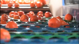 다큐멘터리 3일 제주도 서귀포시, 감귤이 절대 사업인 이유… 그들의 72시간