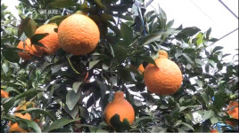 [종합] 다큐멘터리 3일 감귤부터 천혜향까지… 제주도 서귀포시의 72시간