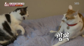 TV 동물농장 자매들의 고양이가 서로 신경전…같이 살게 되면서 트러블