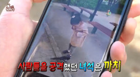 TV 동물농장 사람들을 공격하는 기이한 야생까치 깜짝…혼비백산 주민들