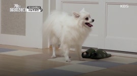 개는 훌륭하다 강형욱, 역대급 반려견 스피츠 쏘니 교육…재방송 시간은?