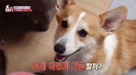 TV동물농장 천재견 아리, 올해 가장 HOT한 동물…주인 행동 따라해