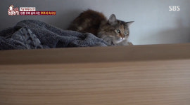 TV 동물농장 일곱 마리 고양이네…혼자 장롱 위에서 생활하는 고양이 루루, 왜?