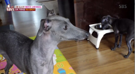 TV 동물농장 이탈리안 그레이하운드 모찌, 출산 후 새끼 한 마리만 괴롭히는 이유는?