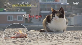 냐옹은 페이크다 욕지도의 고양이들…독 있는 생선은 안 먹어