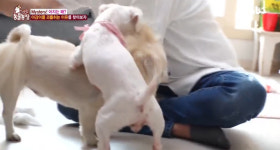 TV 동물농장 강아지가 다른 강아지를 괴롭히는 이유…견주가 무서워서 깜짝