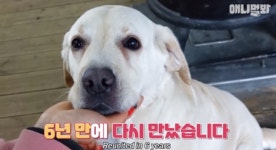 6년 만에 만났는데…동물농장 천재견 호야, 안타까운 근황 공개