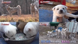TV 동물농장 마을을 공포에 빠트린 들개 가족, 야생으로 변한 5마리 가족 견이 조직적으로 움직이며 살아있는 생물을 모두 잡아 먹어? (1)
