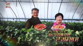 [종합] 서민갑부 서산 딸기농장, 딸기 수출 성공적…선권수 대표 딸기주 아주 좋다!