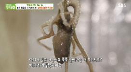 생방송 투데이-먹킷리스트 산낙지 철판볶음&탕탕이+돌판 연포탕 맛집