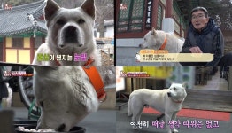 TV 동물농장 스견(犬) 심돌이, 절 생활 4년차 간식도 채식을 먹는 스犬…인싸견(犬) 심돌이의 충격적인 이중생활 공개 (1)
