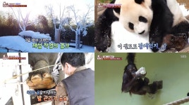 TV 동물농장 동물원에 무슨 일이 주(zoo), 팬더를 위해 밤새 눈 뿌리고 겨울왕국 만들어 주고…코끼리 발관리와 꼬리 청소까지 (3)