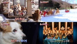 TV 동물농장 웰시 8군단, 힘든 건 8배이상이지만 행복도 8배 이상…8코기의 혹한기 캠프 (1)