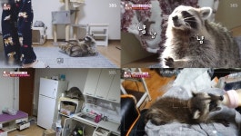 TV 동물농장 똑똑한 사고뭉치 마쿤, 손달린 비글 라쿤 재주를 부리고 귀엽지만…핸드폰을 물에 씻고-자동차 버튼을 누르고-집안을 물바다... 