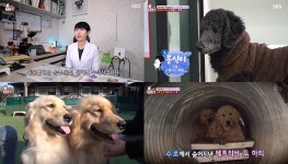 TV 동물농장 나는 수의사와 산다 6편, 길위의 생명을 구하는 김미경 수의사와 스토커 犬 봉식이…수로 레트리버 그 후 이야기  (3)