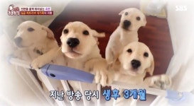 TV동물농장 리트리버 4남매, 3개월 만에 다시 찾았더니…덩치만 산만해졌다