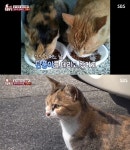 TV 동물농장 이웃 모두의 반려묘 단풍이, 단짝 친구 고양이 시월이 죽고 사람들 곁에서 메신저와 친구가 되어 (1)