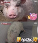 TV 동물농장 귀여운 미니 피그 핑돼X살구, 강아지 지능 이상의 돼지가 먹이를 스틸하고 먹방하는 방법 (2)