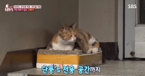 TV동물농장 단풍이, 길냥이에서 집냥이로 신분 상승 노리다? 