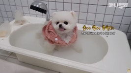 애니멀봐 반신욕 즐겨하는 강아지 퐁키의 사연은?