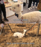 동물농장 출연했던 알파카 비하인드 공개돼 눈길…인싸력 자랑하는 귀여운 파카