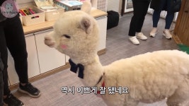 동물농장 출연했던 알파카 비하인드 공개돼 눈길…인싸력 자랑하는 귀여운 파카