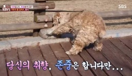 TV동물농장 돌에 집착하는 쫑이, 대체 무슨 사연이?…이건 아니지