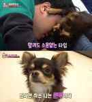 TV 동물농장 존박이의 핥트시그널, 견주를 비롯해 함게 사는 형 대박이까자 핥으며 격렬한 애정 표현하는 강아지  (2)