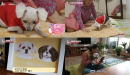 TV 동물농장 은비를 부탁해, 췌장암 말기 할머니 강아지 때문에 진통제로 버티고 이별 결심…은비의 입양 보내기 (3)