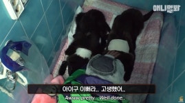 TV동물농장 깜돌이-깜순이, 작은 목줄에 곰처럼 커져버린 얼굴…좋은 곳으로 가길