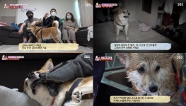TV 동물농장 무서운 강아지 가희, 역대급 폭군으로 5년 동안 목욕 거부…전문가 투입 후 목욕 성공? (1)