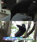 TV 동물농장 답십리 까마귀 깜순이의 정체, 날개짓에 숨겨진 비밀…날개깃털이 빠진 녀석의 선택은 핵인싸로 살아남기 (1)