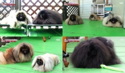 TV 동물농장 딸바보 페키니즈와 야망의 수컷 왕자, 공주를 둘러싼 사랑과 전쟁…딸 공주의 선택은 아빠 냄새와 가장 가까운 냄새가 나는 수컷  (2)