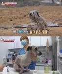 TV 동물농장 누더기견, 한 마을에 7년 동안 나타난 멍멍 구조작전…구조 후 시원하게 깎은 멍멍-전문가는 8살 추정 유기견 가능성 (3)