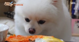 세상에이런일이 짜장라면·신김치 먹는 강아지, 이색 펫 푸드 (1)