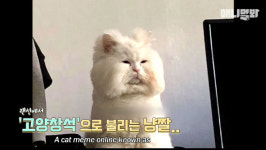 고창석-강호동 닮은 고양이 말숙이, 유튜브 애니멀봐 전격 출연…털찌게 된 이유는?