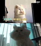 고창석-강호동 닮은 고양이 말숙이, 유튜브 애니멀봐 전격 출연…털찌게 된 이유는?