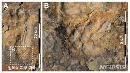 세계 최초 이족보행한 백악기 원시악어 발자국 화석 규명