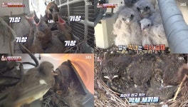 TV 동물농장 둥지습격, 어치-천연기념물 황조롱이-딱새들이 둥지를 튼 곳은 실외기와 자동차 보닛…놀라운 새들의 세계 (2)