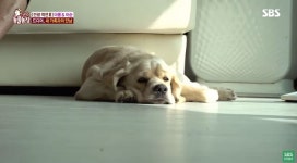 TV동물농장 아롱이 아순이 이야기, 할아버지가 눈물 흘린 이유